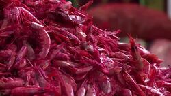 CLEAN : Brazil snack vendors win victory over FIFA News Clip