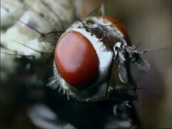 Cabbage Root Fly, BCU 's head, eyes, UK Stock Footage