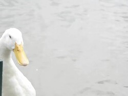 head of white duck is moving Stock Footage