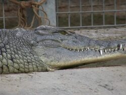 Crocodile Stock Footage