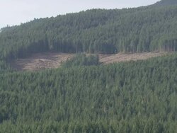 WS AERIAL View of forest in mountain / Oregon, United States Stock Footage