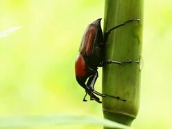 Bamboo Beetle Stock Footage