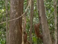 Juvenile Orangutans (Pongo sp.) climbing up tree and swinging across rope, Borneo Stock Footage