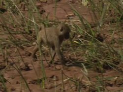 Indecisive young baboon; with audio, Kenya Stock Footage