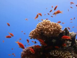 Coral And Fish Stock Footage