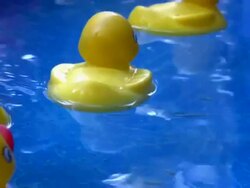 Rubber Ducky HD Stock Footage