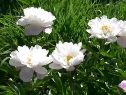 Peonies Stock Footage
