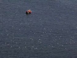 SEAGULLS ON THE NORTH SEA Stock Footage