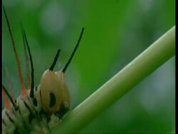 BCU spiney caterpillar crawling on branch, Amazon, South America Stock Footage