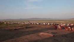 Mongolian nomad man on a horse driving sheep and goats flock to a sheep catch pen Stock Footage
