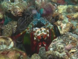 Mantis shrimp, peers from hole, Indonesia  Stock Footage