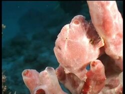 Juvenile Pink Giant Frogfish, camouflaged on pink sponge, yawns, Kapalai Stock Footage