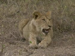 MS Lion lying and panting / Tanzania Stock Footage