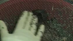 VOICED: French caviar aims for export drive News Clip