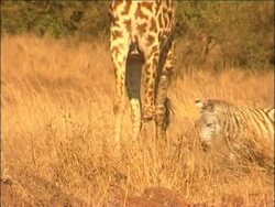 Encouraging tourists back to Kenya one year after violent protests Instructional Video