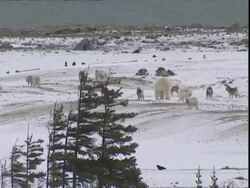 Polar bear (Ursus maritimus) and husky dogs (Canis lupus familiaris), wide Stock Footage