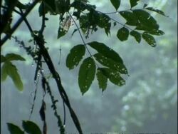 MCU Leaf against pouring rain, Rainforest, Costa Rica Stock Footage