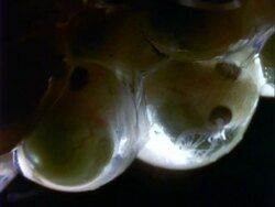 Frog, BCU advanced frog embryo development.  Panama. Stock Footage