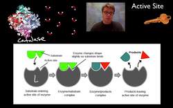 Enzymes Instructional Video