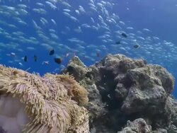Blackfooted Anemonefish (Amphiprion nigripes) in Magnificent Sea Anemone on reef with school of Bigeye Trevallies (Caranx sexfasciatus) in background, Vaavu Atoll, The Maldives Stock Footage