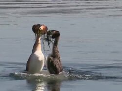 Great Crested Grebe courtship dance ritual 'weed dance' - full dance medium close up Stock Footage