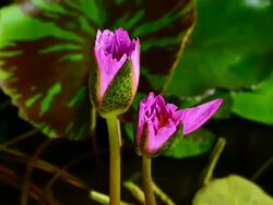 Pink Water Lily Stock Footage