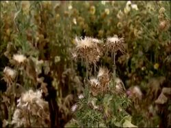 Goldfinches (Carduelis carduelis) land on thistle-like seed heads, Puebla de Rio, near Donana, Andalucia, Spain Stock Footage