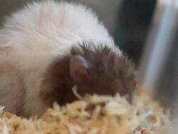 Hamster Digging Stock Footage