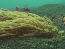 Anemone, Cardinal fish, Banggai and clownfish, Indonesia  Stock Footage