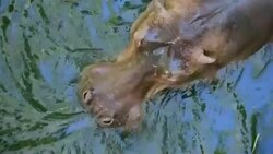Hippo open mouth Stock Footage