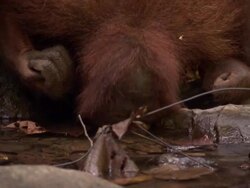 Orangutan bends down to drink from ground water Stock Footage