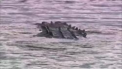 A crocodile swims at the surface of a Florida swamp. Stock Footage