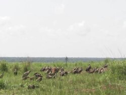 Spotted hyena (Crocuta crocuta) and White-backed Vultures (Gyps africanus) around kill, Garamba NP, Congo Stock Footage
