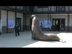 Ocean critters like sea lions needing a little extra help will now get it, at the Marine Mammal Center's revamped $32 million hospital and emergency room in northern California. And the public can look in on the animal rehabilitation. News Clip