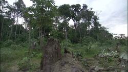 Fallen trees lie at the edge of a rainforest after deforestation. Stock Footage