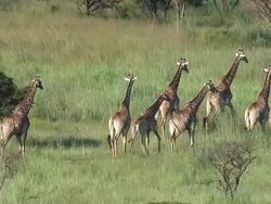 MS AERIAL View of group of giraffes / Nelspruit, Mpumalanga, South Africa Stock Footage