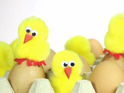 chicks with eggs Stock Footage