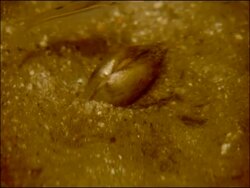 Freshwater mussel digging into river bed, River Yeguas, Sierra Morena, Andalucia, Southern Spain Stock Footage
