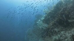 Silver round herring schooling in coral reef Stock Footage