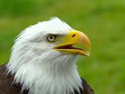 Bald Eagle in Profile, Calling Stock Footage