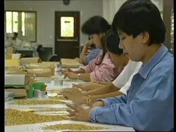 PHILIPPINES: SCIENTISTS DEVELOPING NEW STRAIN OF RICE News Clip