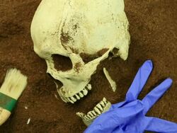 Crime Scene Stock Footage