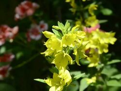 CU Yellow Lysimachia vulgaris and other flower flowering in garden / Landshut, Bavaria, Germany Stock Footage