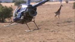 A helicopter hovers near a giraffe fleeing across Kruger National Park. Stock Footage