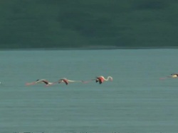 Greater Flamingoes (Phoenicopterus roseus) in low flight over water, South India Stock Footage