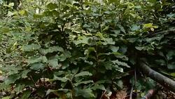 Man running in forest Stock Footage