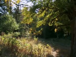 MS PAN Borjomi-Kharagauli National Park / Borjomi, Georgia Stock Footage