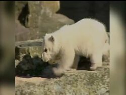 Veterinary experts performed a necropsy Monday on Berlin zoo's celebrity polar bear Knut to try to determine why he died suddenly over the weekend. News Clip