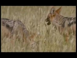 Blackbacked Jackals (Canis mesomelas) - eating carcass in grass, 2 fighting, one submissive, flowering grass waving in wind, sunny, MS standing panting in long grass, side view, one eating, one standing near, both eating (various shots) Stock Footage