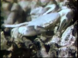 Crab close to black smokers. Stock Footage